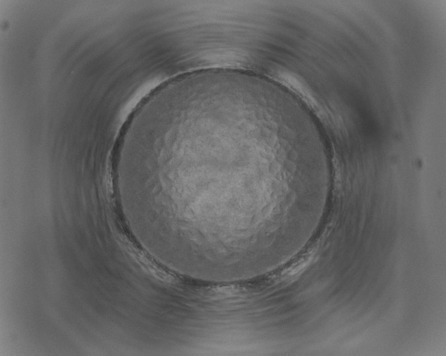 X0000072990883200607211156