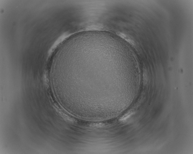 X0000072991454200607211146