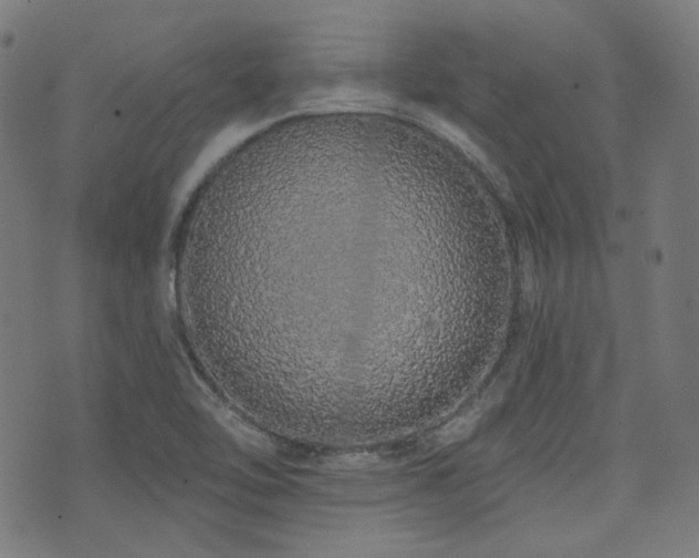 X0000072991462200607211146