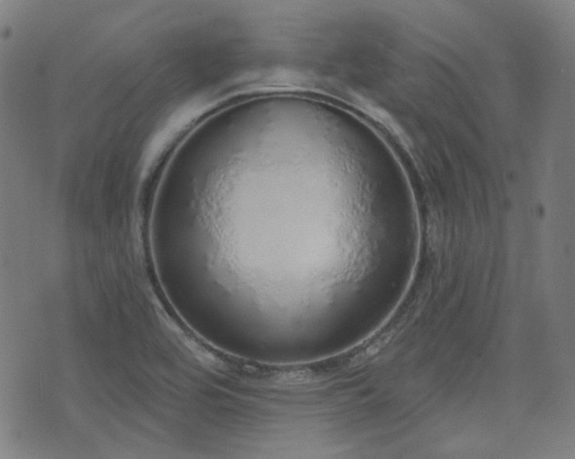 X0000072991464200607211146