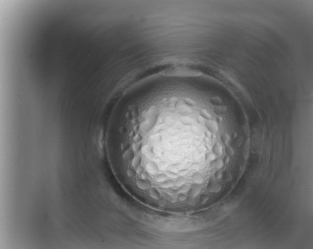 X0000072990024200607290025