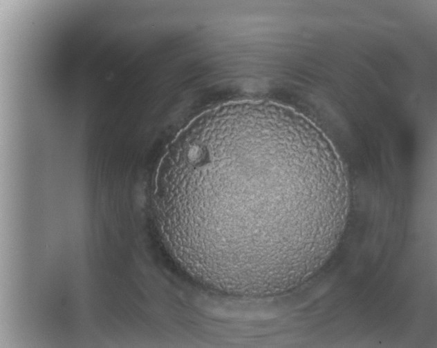 X0000072990032200607290025