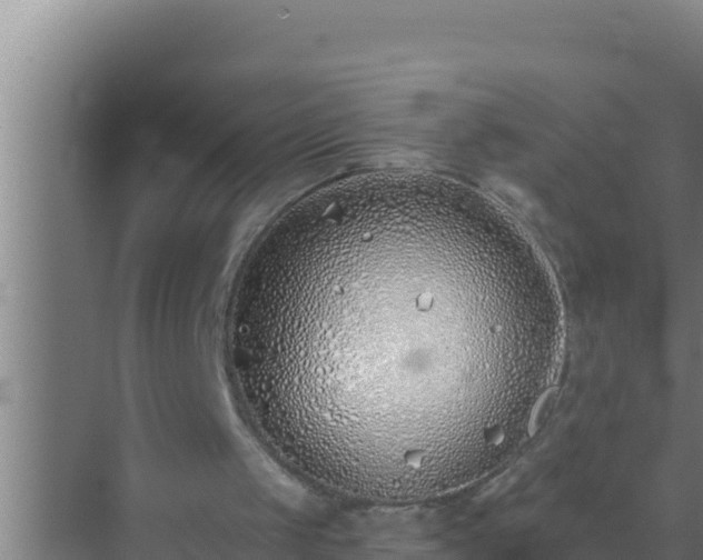 X0000072990049200607290024