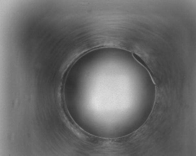 X0000072990098200607290024