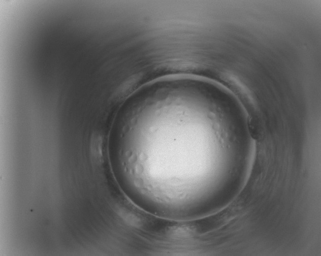 X0000072990115200607290024