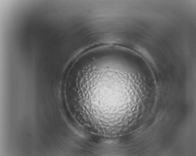 X0000072990155200607290023