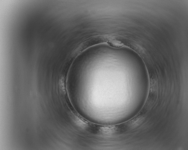 X0000072990238200607290022