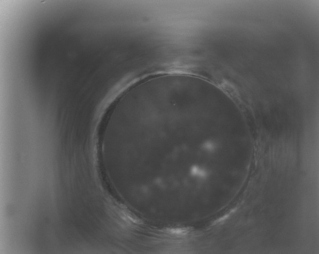 X0000072990295200607290021