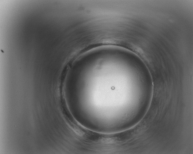 X0000072990299200607290021