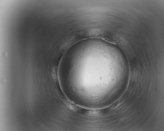 X0000072990335200607290020