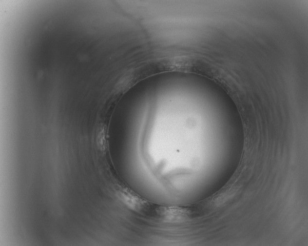 X0000072990336200607290020