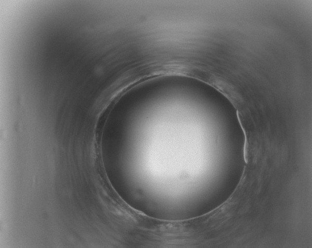 X0000072990338200607290019