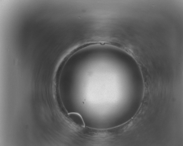 X0000072990342200607290019