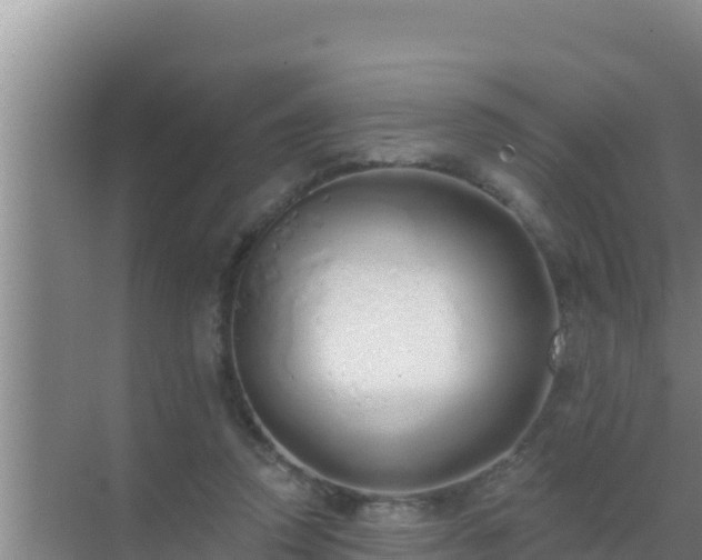 X0000072990354200607290019