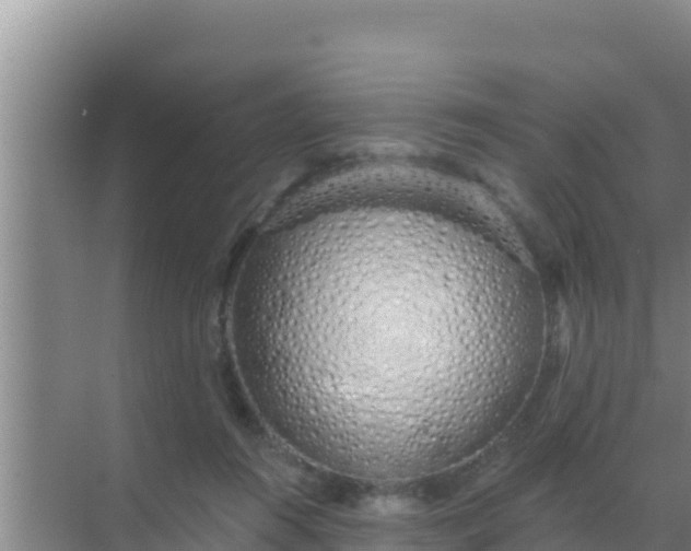 X0000072990360200607290020