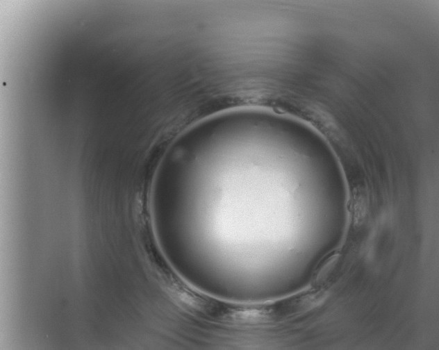 X0000072990365200607290020