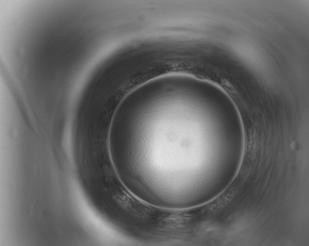 X0000072990383200607290020