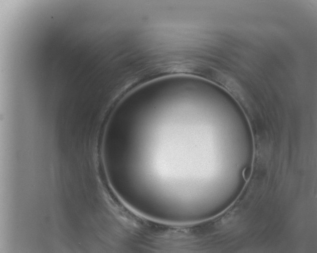 X0000072990386200607290019