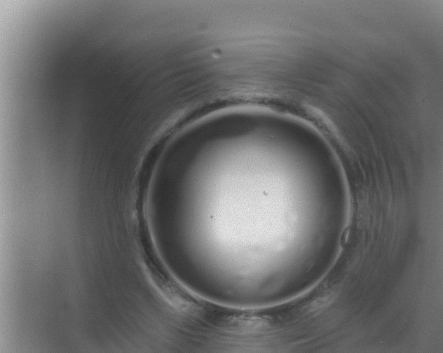 X0000072990443200607290018