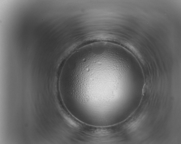 X0000072990445200607290018