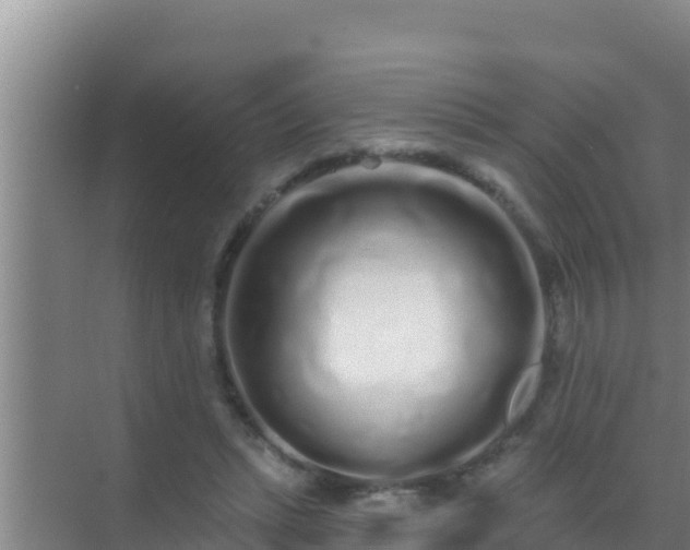 X0000072990447200607290018