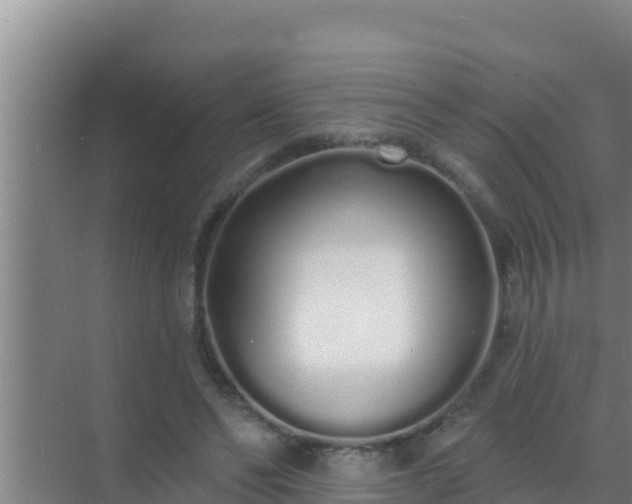 X0000072990494200607290017