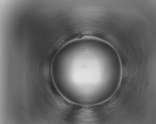 X0000072990648200607290015