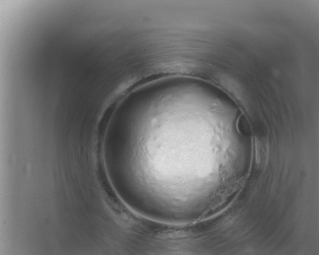 X0000072990675200607290014