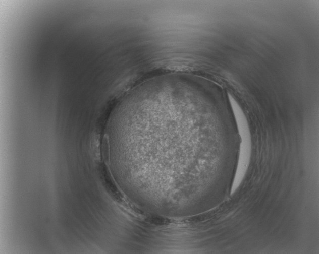 X0000072990696200607290014