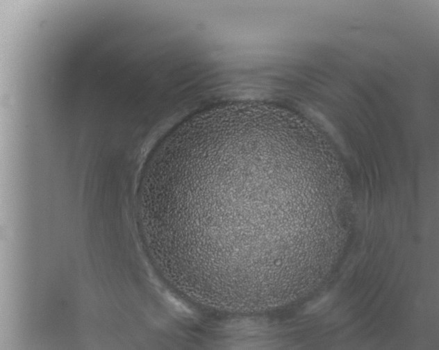 X0000072990721200607290013