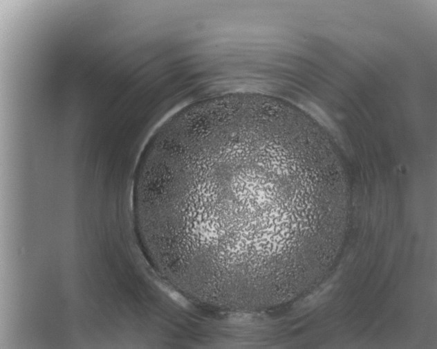 X0000072990790200607290012