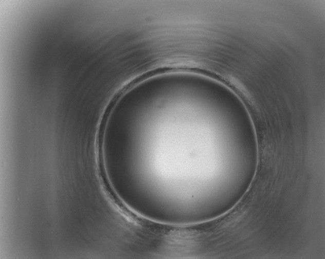 X0000072990840200607290011