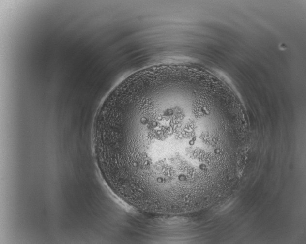 X0000072990851200607290012