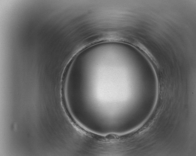 X0000072990853200607290012