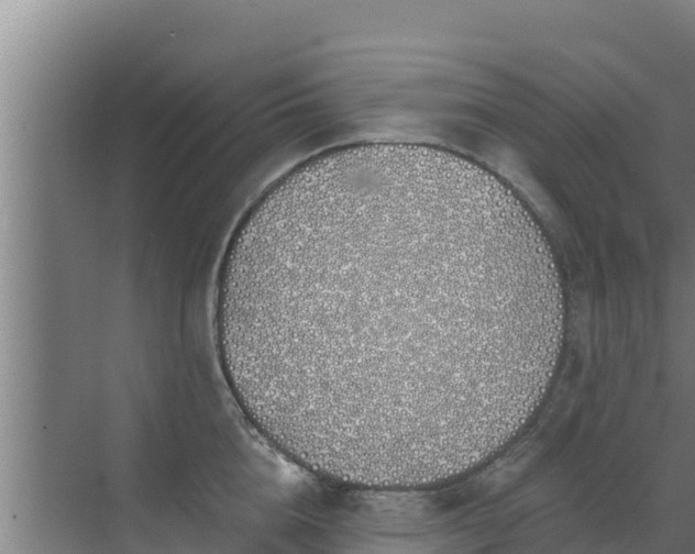 X0000072990856200607290012