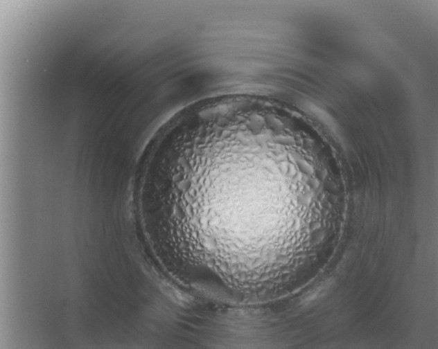 X0000072990875200607290011