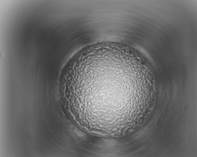 X0000072990878200607290011