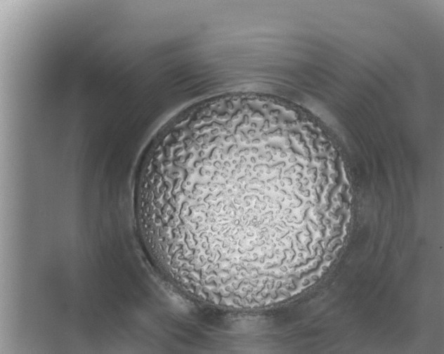 X0000072990886200607290011