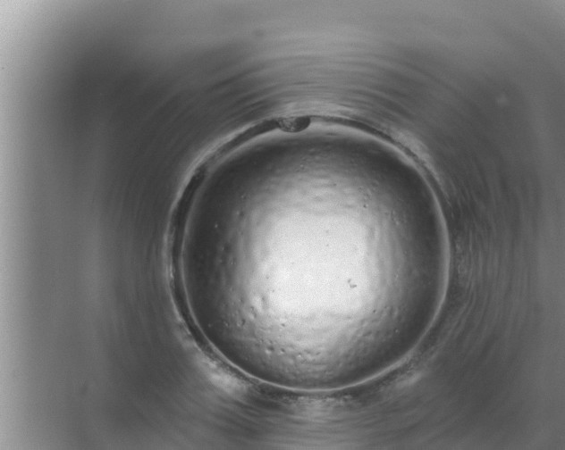 X0000072990987200607290009