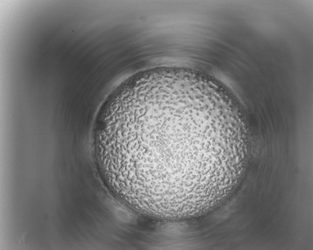 X0000072991074200607290008