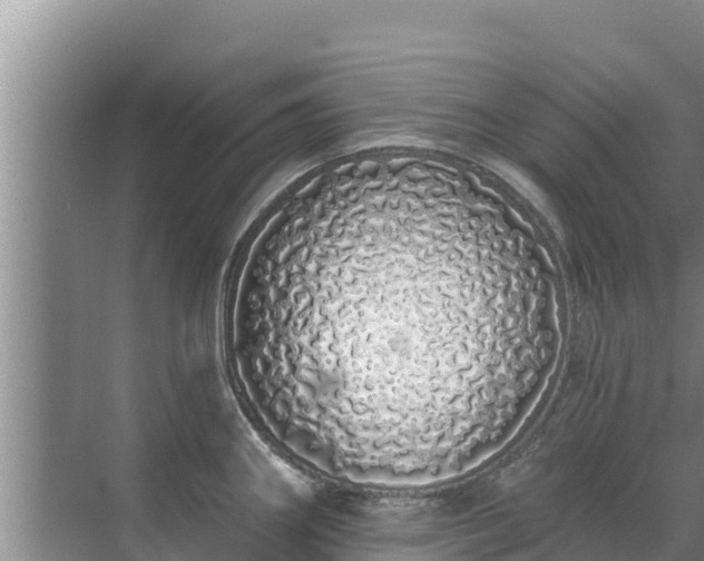 X0000072991290200607290004