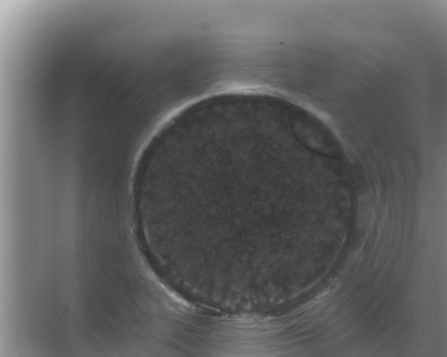 X0000072991319200607290003