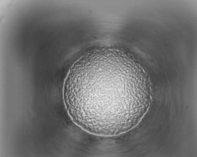 X0000072991446200607290001