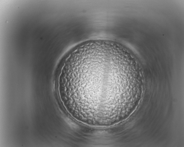 X0000072991462200607290001