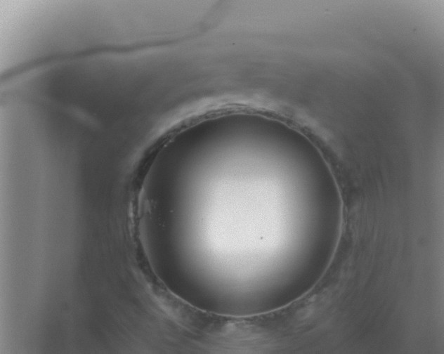 X0000072991496200607290000