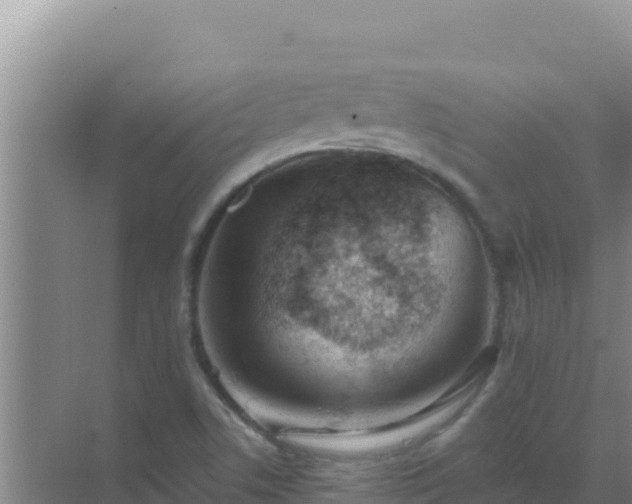 X0000072991506200607290000