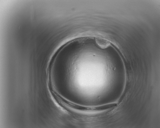 X0000072991515200607290000