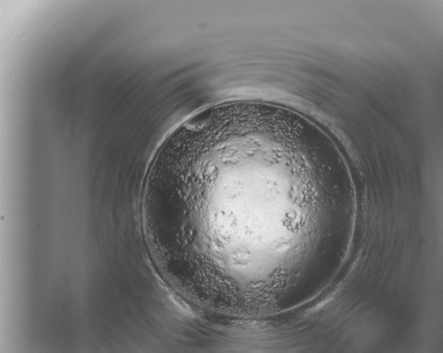 X0000072991529200607290000