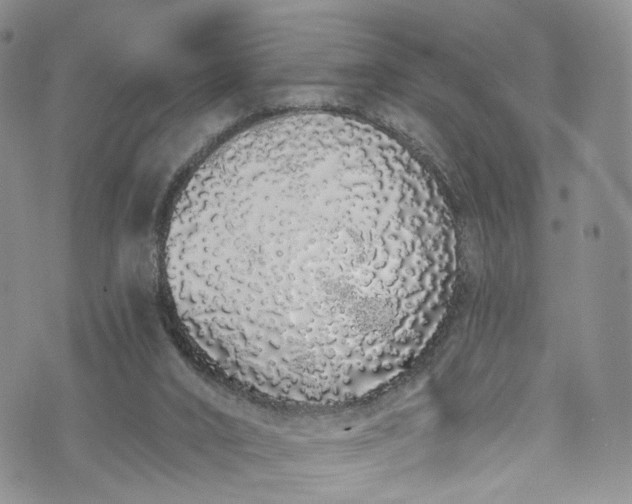 X0000072990016200608041320