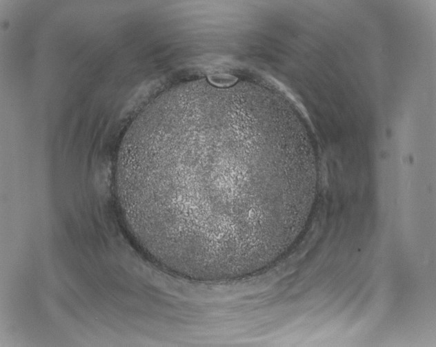 X0000072990018200608041320